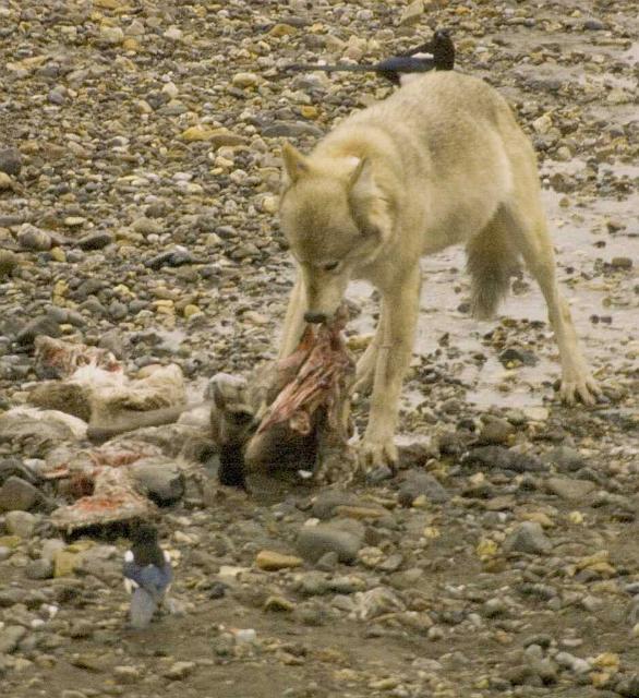 Wolf pull.jpg